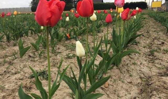 Ouffet, Fernelmont, Hastière, Messancy, 4 nouvelles communes au label Wallonie en Fleurs